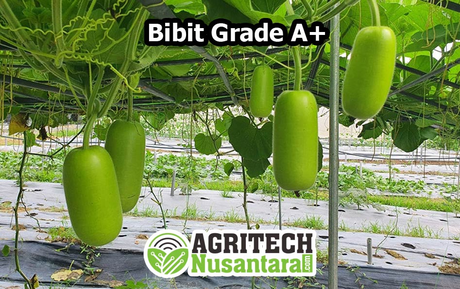 bibit-agritech-nusantara