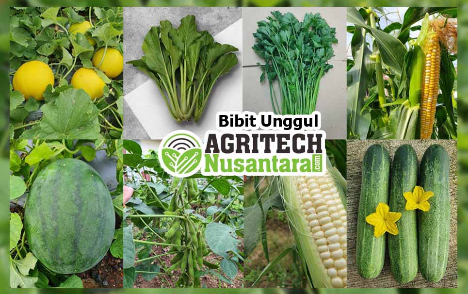Bibit Unggul Agritech nusantara