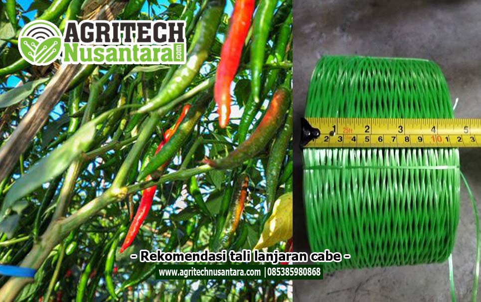 Rekomendasi-tali-lanjaran-cabe