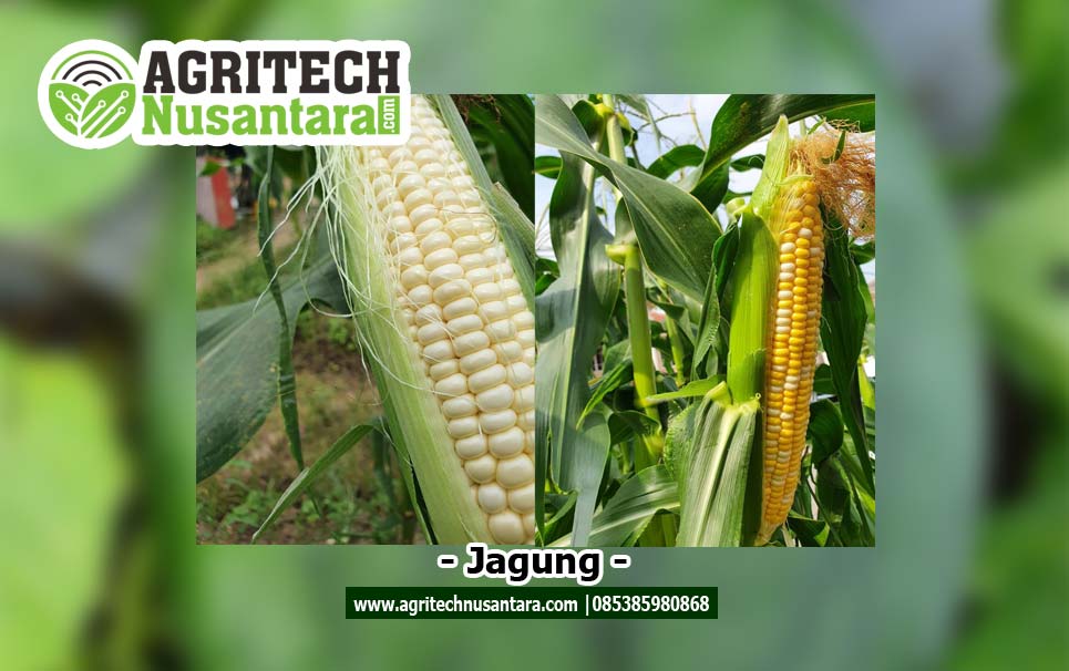 jagung-agritech-nusantara