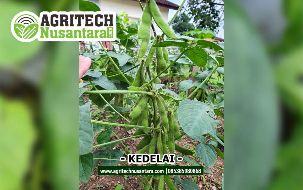 kedelai-agritech-nusantara