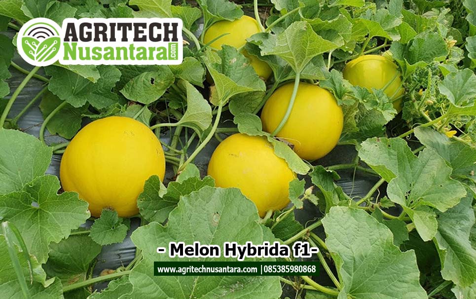 melon-hyprida-f1