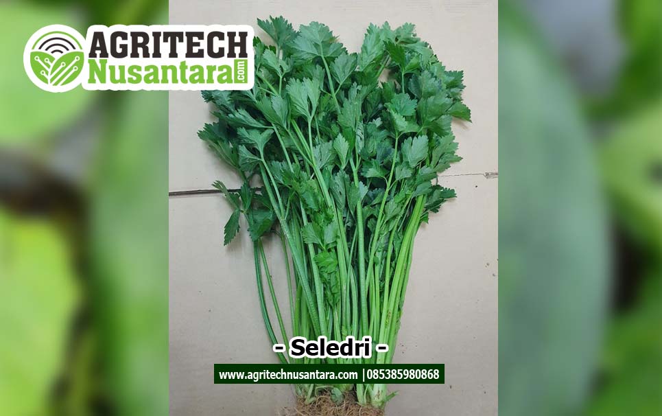seledri-agritech-nusantara