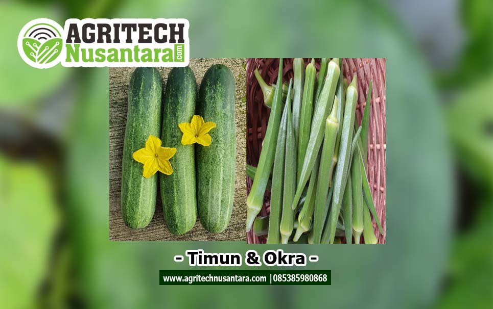 timun-dan-okra-agritech-nusantara